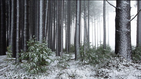 Pound Creek Gallery - Timeshare Accommodation 1