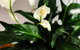 Woollahra Gem, Spectacular Views And Garden Paradise - thumb 12
