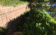 Swan Bay Hideaway - thumb 6