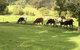 Arcadia - The Barn Cottage & Rosehill Cottage - thumb 26