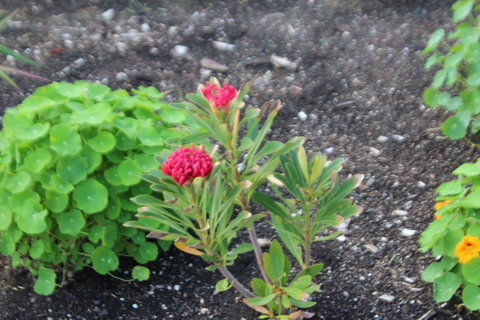 Red Waratah - Timeshare Accommodation 12