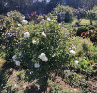 Carisbrook Country Retreat Motel - Timeshare Accommodation