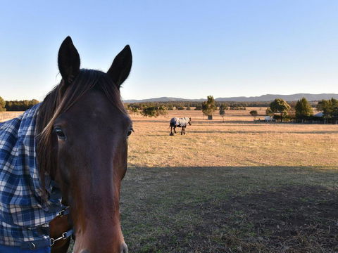 Clydesdale Cottage On Talga With Real Clydesdale Horses - Timeshare Accommodation 0