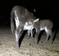 Donkey Tales Farm Cottages - Timeshare Accommodation