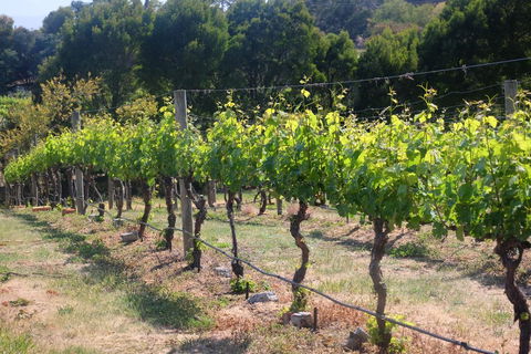 Every Man And His Dog Vineyard - Timeshare Accommodation 2