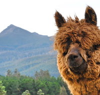 Maydena Mountain Cabins - Timeshare Accommodation