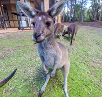 Yelverton Brook Eco Spa Retreat  Conservation Sanctuary - Timeshare Accommodation