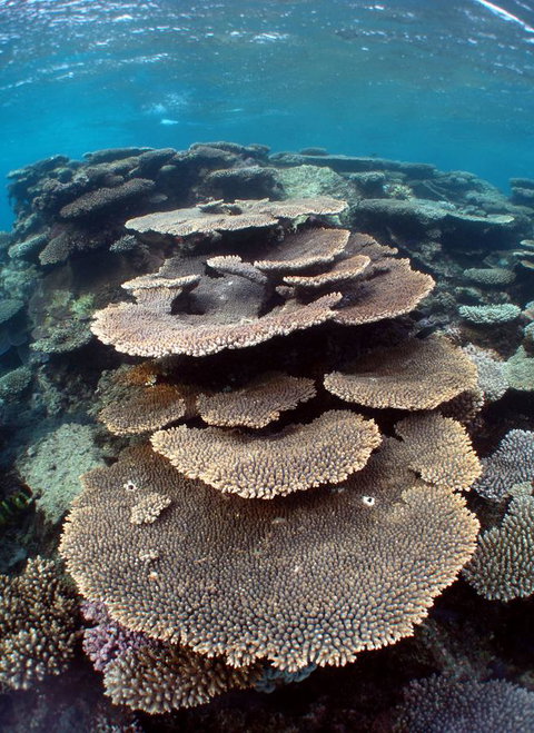 Ningaloo Coral Bay â€“ Bayview - Timeshare Accommodation 6