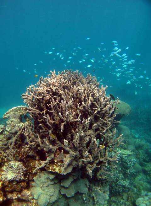 Ningaloo Coral Bay â€“ Bayview - Timeshare Accommodation 7