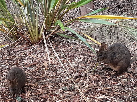 Oyster Cove Chalet - Timeshare Accommodation 16