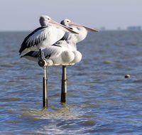 Pelican Perch Retreat - Timeshare Accommodation