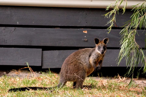 BIG4 Ingenia Holidays Phillip Island - Timeshare Accommodation 13
