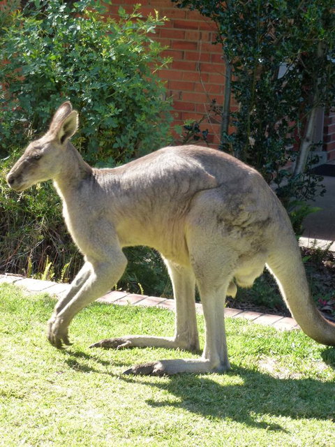 The Grampians Motel - Timeshare Accommodation 3