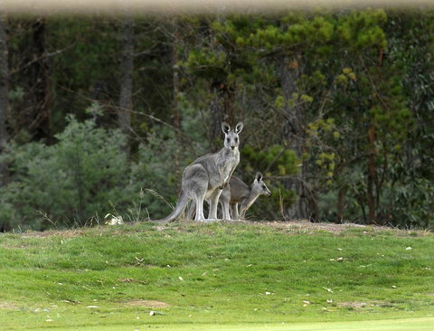 RACV Goldfields Resort - Timeshare Accommodation 20