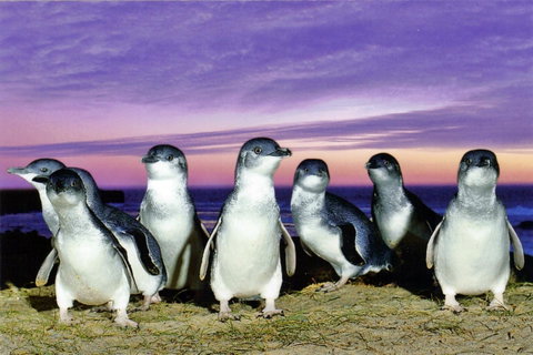 Stunning Waterfront Only 10 Minutes To Phillip Island - FREE EV UNIT 7kW For Electric Cars - Pet Friendly, Fireplace FREE WIFI Wine & Chocolates - Timeshare Accommodation 9
