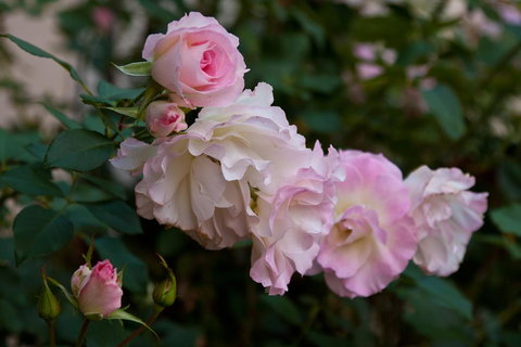 The Noble Grape Guesthouse - Timeshare Accommodation 1