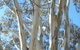 Wagga Wagga Tourist Park - thumb 3
