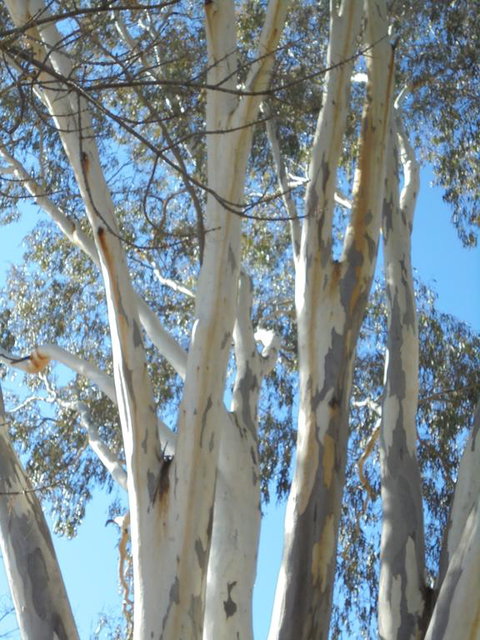 Wagga Wagga Tourist Park - Timeshare Accommodation 3