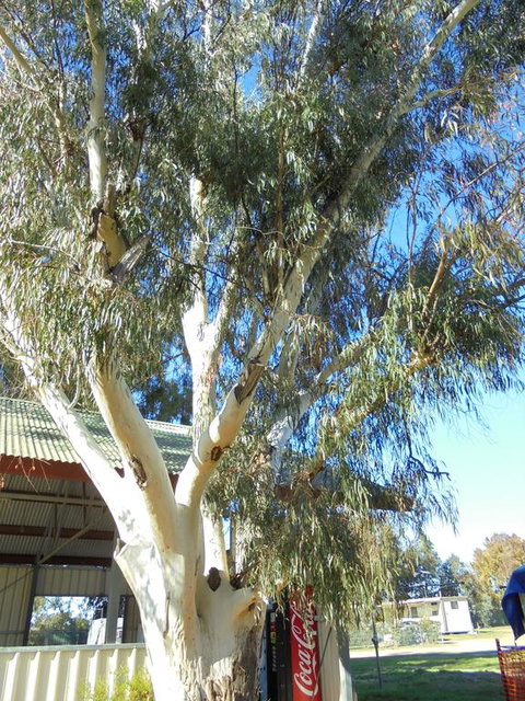 Wagga Wagga Tourist Park - Timeshare Accommodation 2