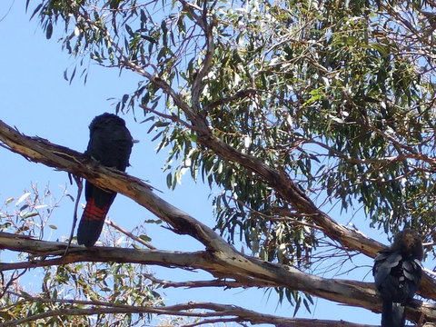 Wanderers Rest Of Kangaroo Island - Timeshare Accommodation 2