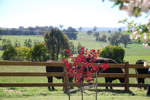Bluegum Ridge Cottages - Timeshare Accommodation 33