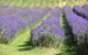 Chestnut Daylesford - thumb 15