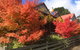 Chestnut Daylesford - thumb 13