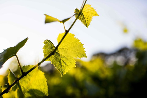 Polperro Villas - Timeshare Accommodation 23