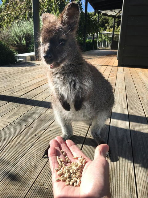 Parnella Adventure Bay, Bruny Island - Timeshare Accommodation 17