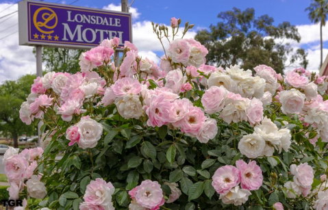 Hamilton Lonsdale Motel - Timeshare Accommodation 1