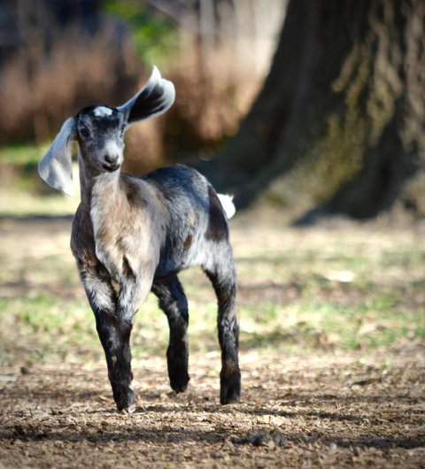 Alexandra Farmstay - Timeshare Accommodation 3