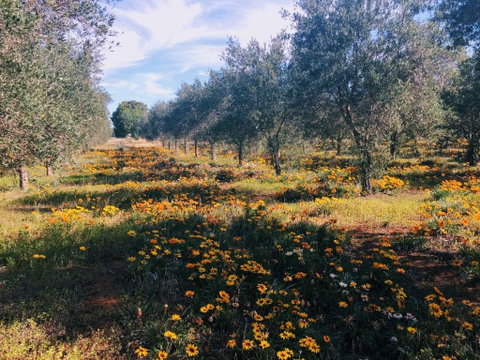 Olive Grove Retreat 1 By Tiny Away - Timeshare Accommodation 3