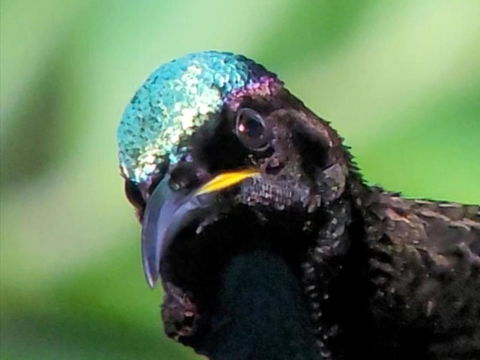 RIflebird Lodge - Timeshare Accommodation 0