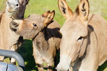 Sandalwood Downs Fabulous Farm Stay TOODYAY with Timeshare Accommodation