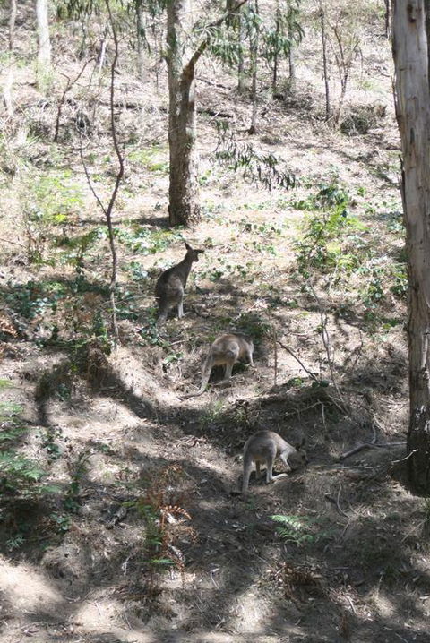 Blue Mountains Backpacker Hostel - Timeshare Accommodation 3