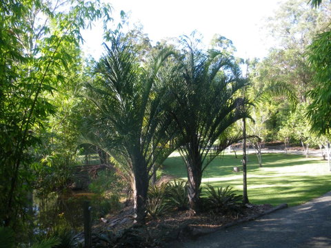 BoBRENE On Tamborine Nude Retreat - Quaint Cottage - Timeshare Accommodation 2