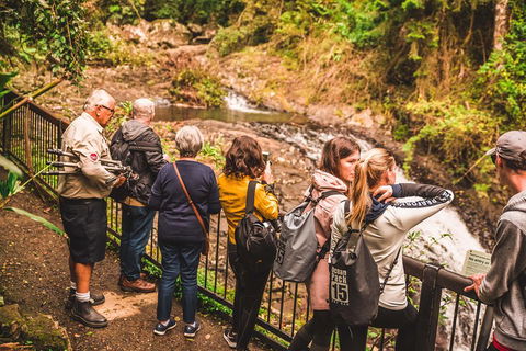 Full-day Springbrook National Park Tour From The Gold Coast - Timeshare Accommodation 0