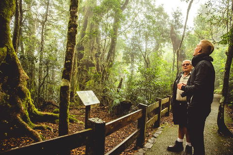 Full-day Springbrook National Park Tour From The Gold Coast - Timeshare Accommodation 1