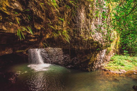 Full-day Springbrook National Park Tour From The Gold Coast - Timeshare Accommodation 4