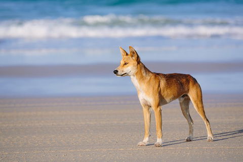 Fraser Island 4WD Tour From Rainbow Beach - Timeshare Accommodation 2