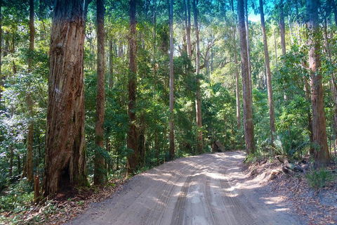 Fraser Island 4WD Tour From Rainbow Beach - Timeshare Accommodation 4