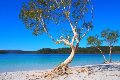Fraser Island 4WD Tour From Rainbow Beach - Timeshare Accommodation 5