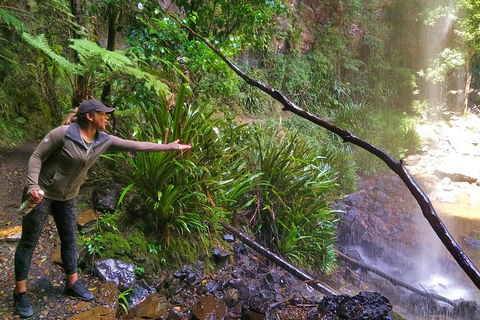 Rainforest & Waterfalls Extravaganza - Timeshare Accommodation 4