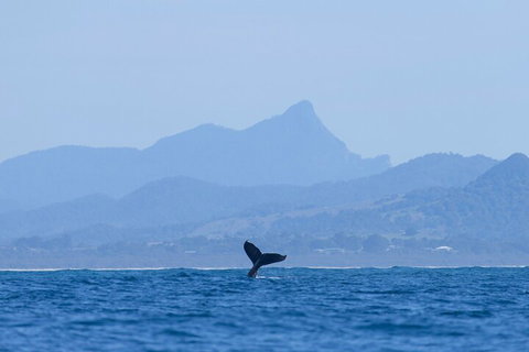 The Byron Bay Sea Kayak Tour - Timeshare Accommodation 0