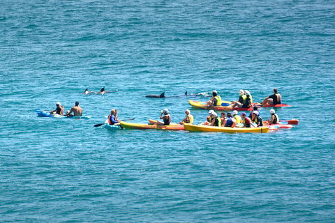 The Byron Bay Sea Kayak Tour - Timeshare Accommodation 1