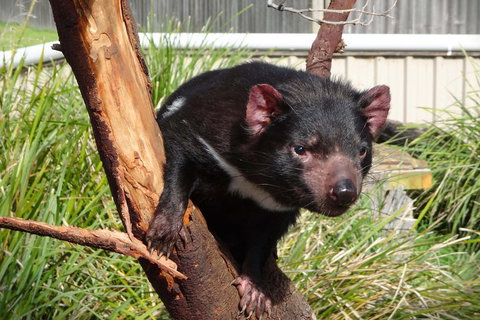 Tasmania 6 Day 'Tour In Circle' - Timeshare Accommodation 1