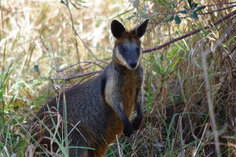 Byron Bay Combo: Hinterland Tour Including Minyon Falls And Kayaking With Dolphins - Timeshare Accommodation 2