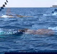 Noosa Whale Watching - Timeshare Accommodation