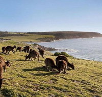 Kangaroo Island Personal Group Tours - Timeshare Accommodation