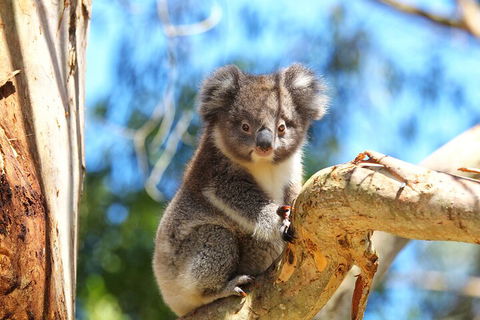 LGBT+ Friendly 2 Day Private Tour Great Ocean Road + Phillip Island - Timeshare Accommodation 1